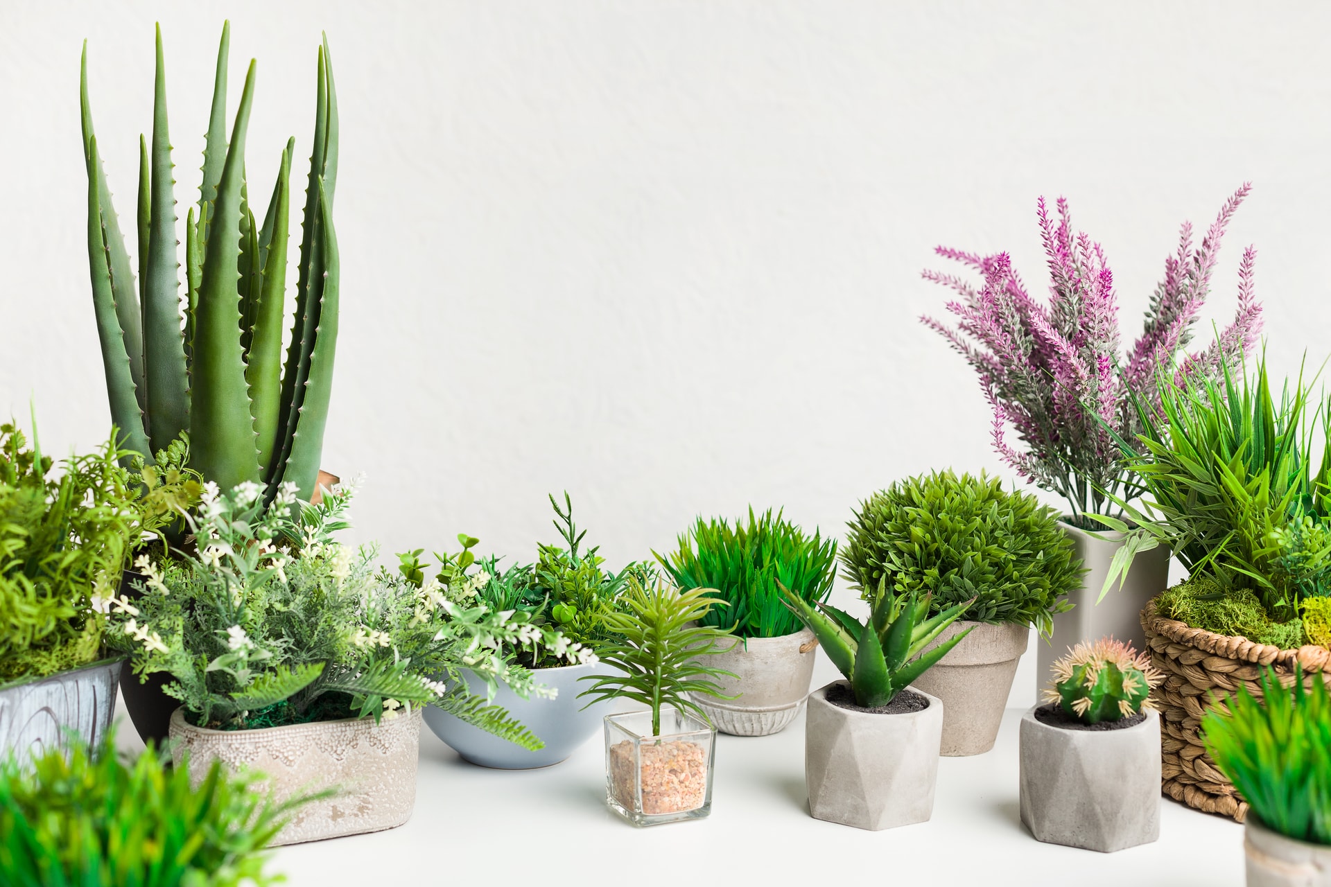 15 Best indoor plants & Importance of Plants in Your Home